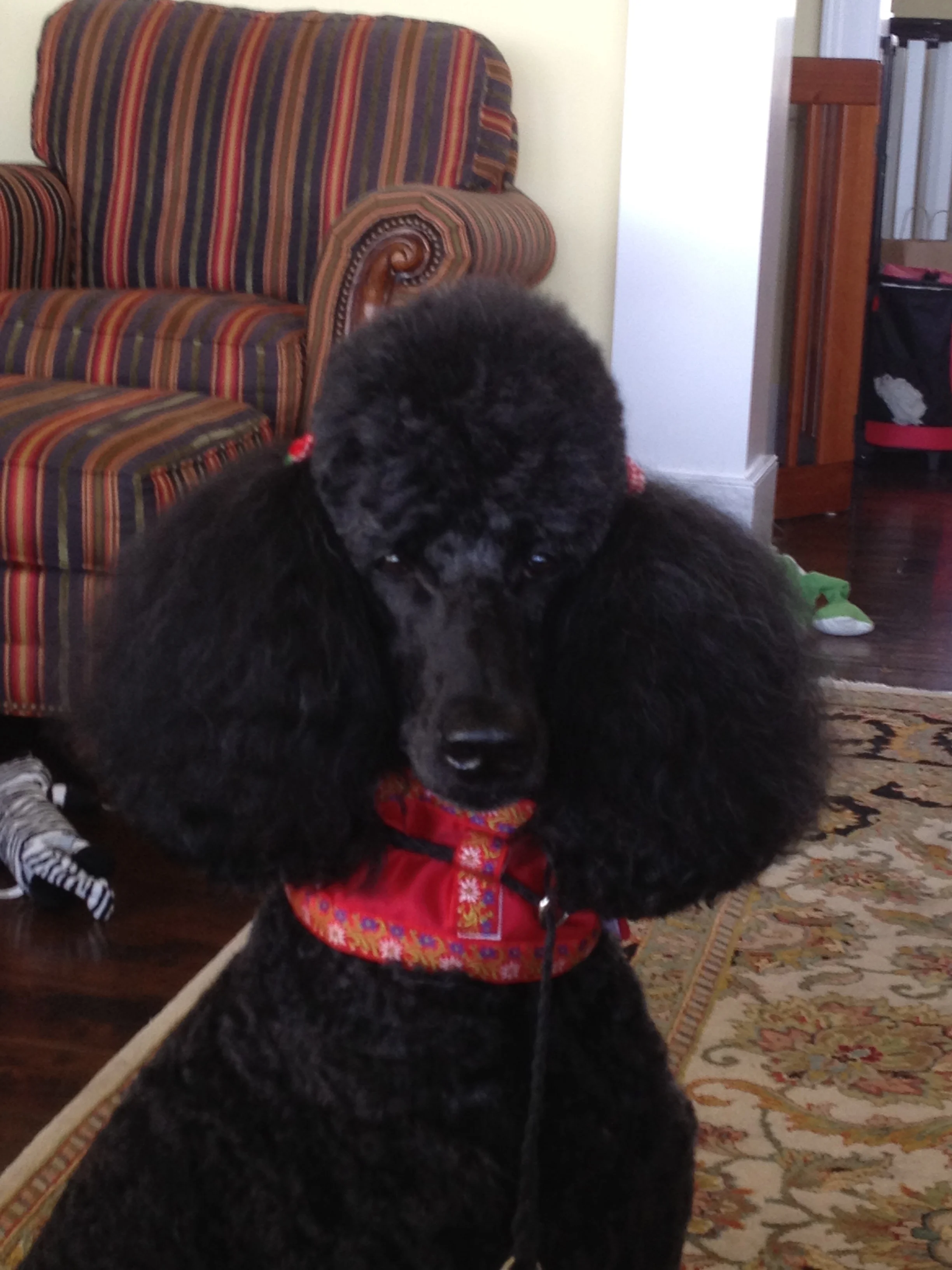 U-CH Dacun's Dazzling Diva.jpg