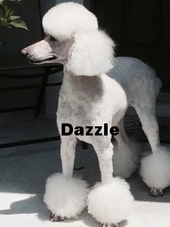 Dam: CALLASTERNS DAZZLING VEGAS SHOWGIRL  PR 14700604