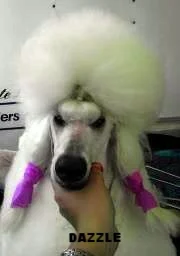 Dazzle just before class time!.jpg