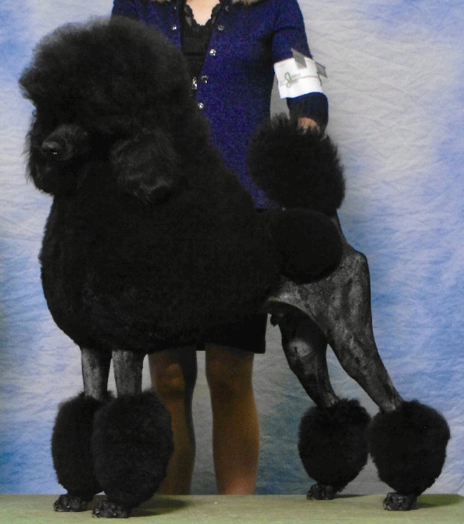 New Champion 13 months old