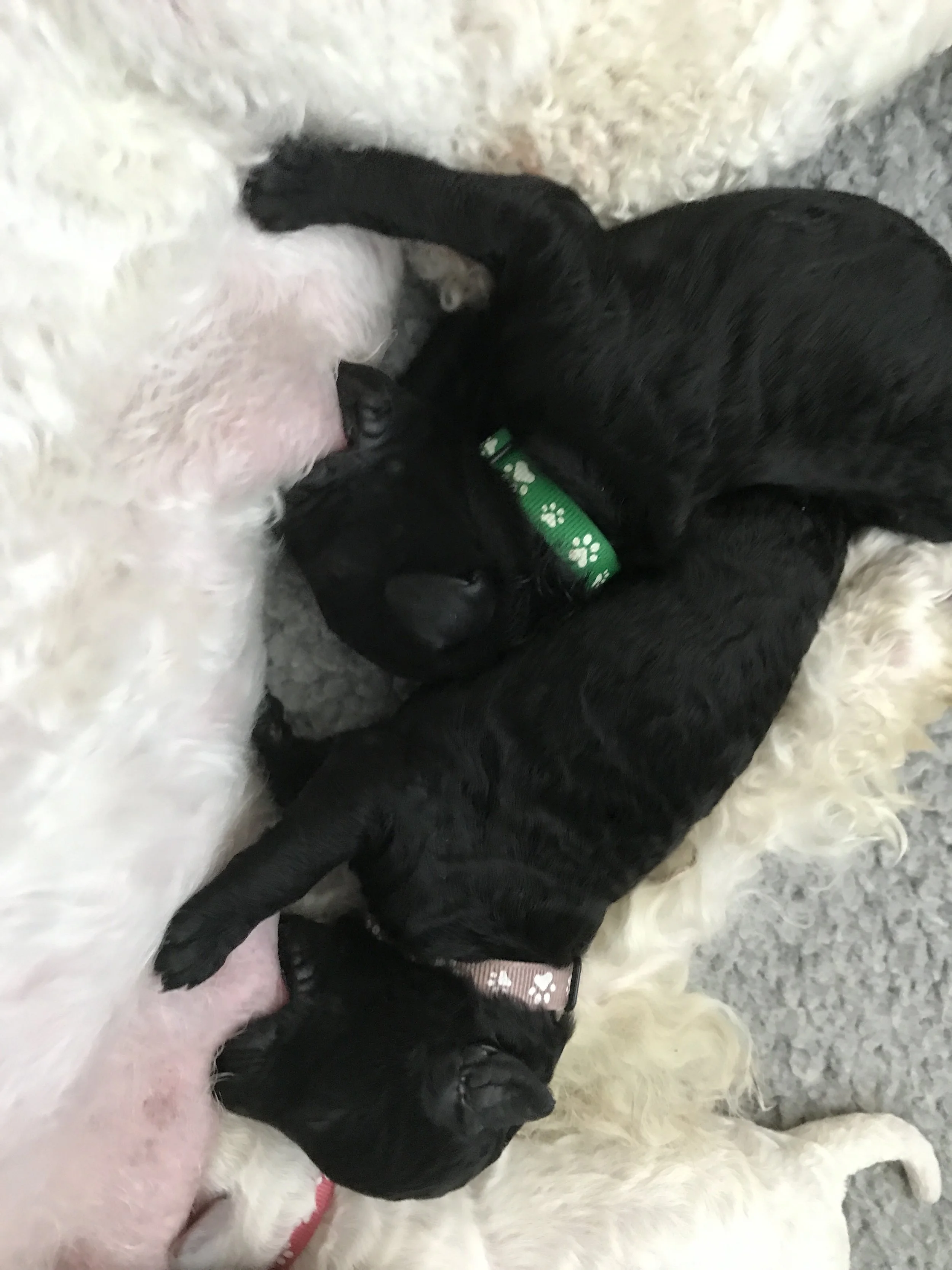 Their turn at the milk bar