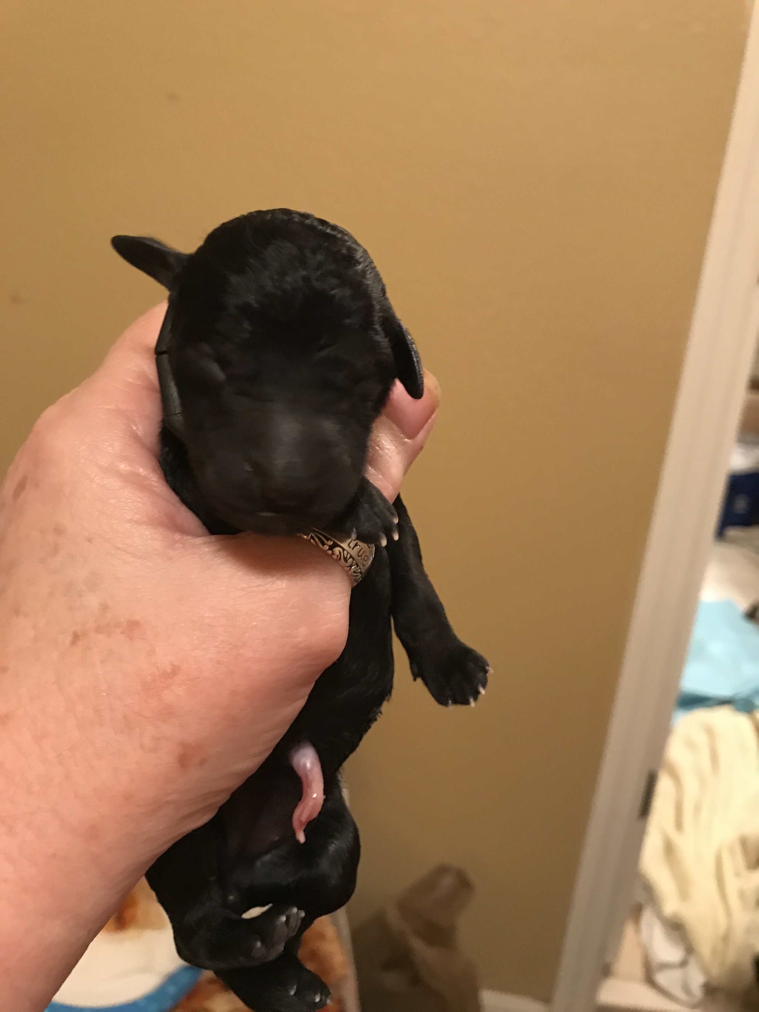 Born 9-3-17 ... 10 beautiful puppies!