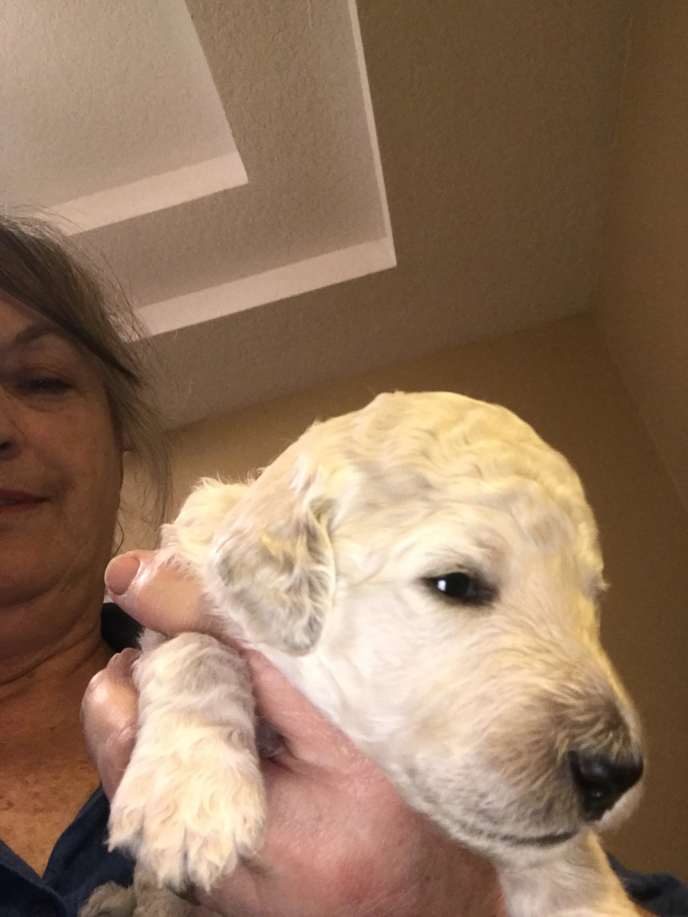 Cutness Overload! Cream boy.