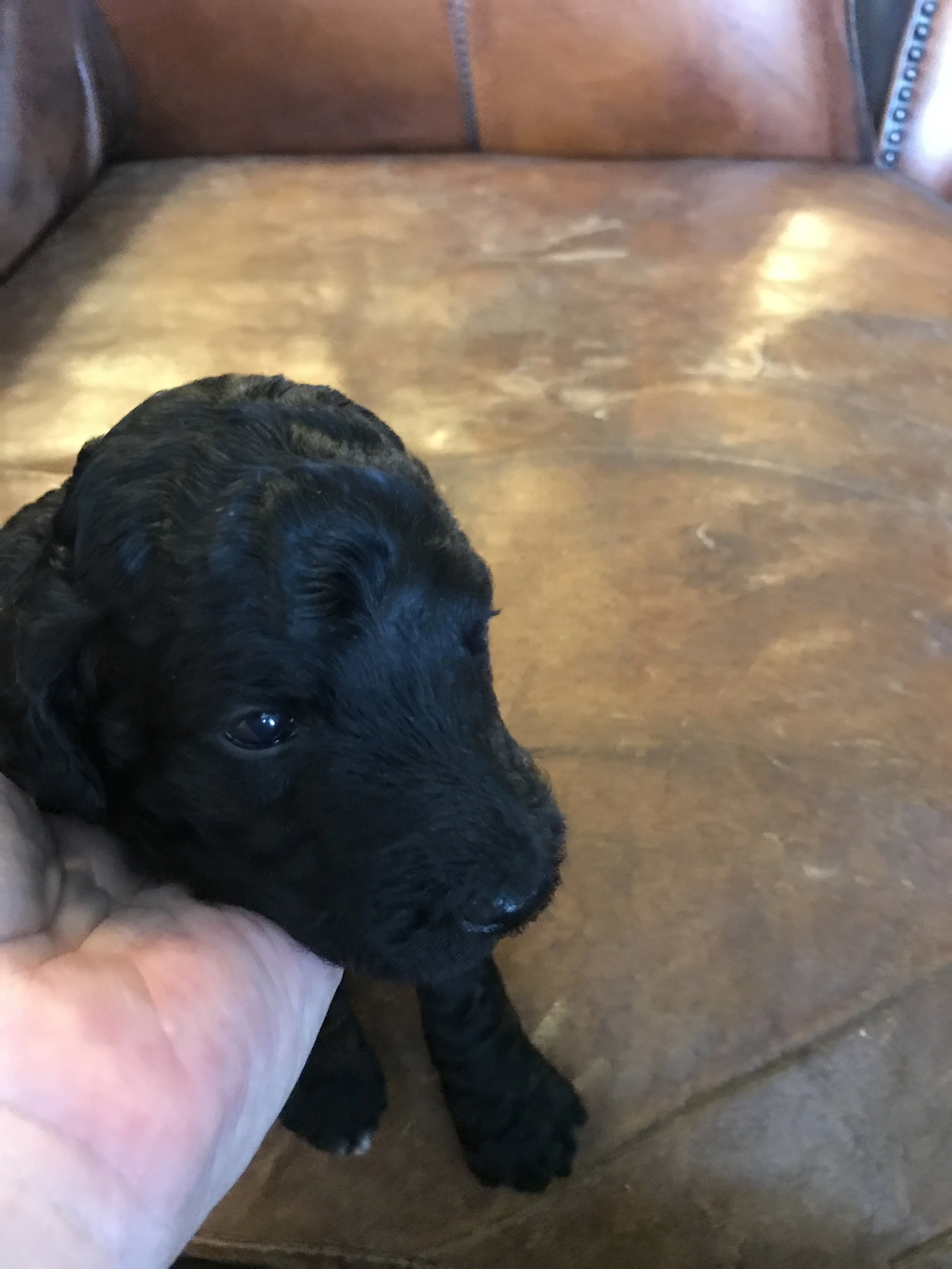 Big Silver Boy - 3 weeks old