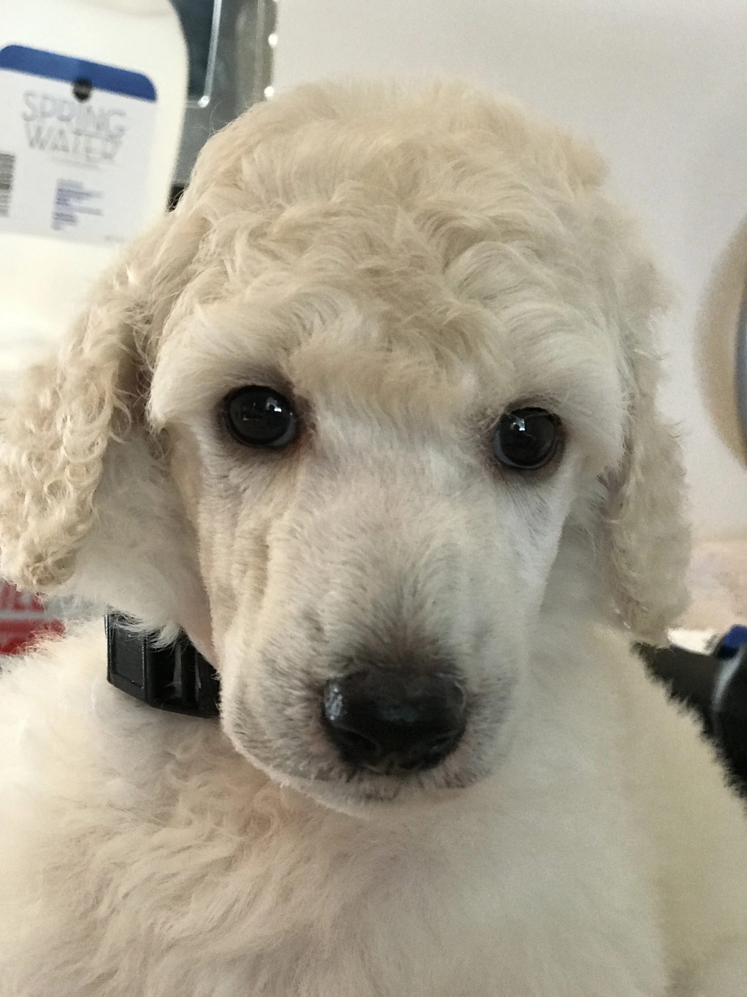 First bath, shave, dremel on the nails.  