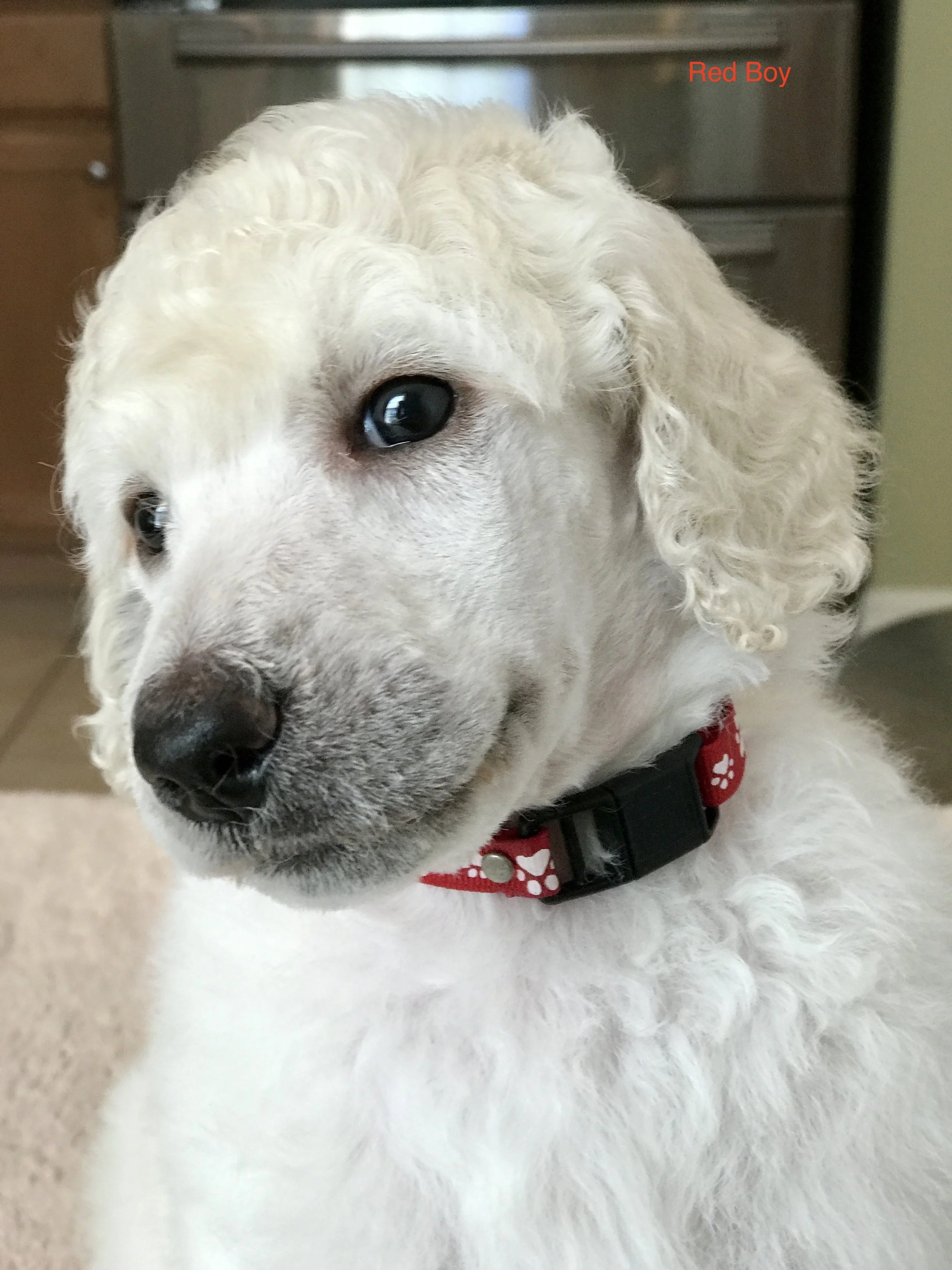 WINSTON