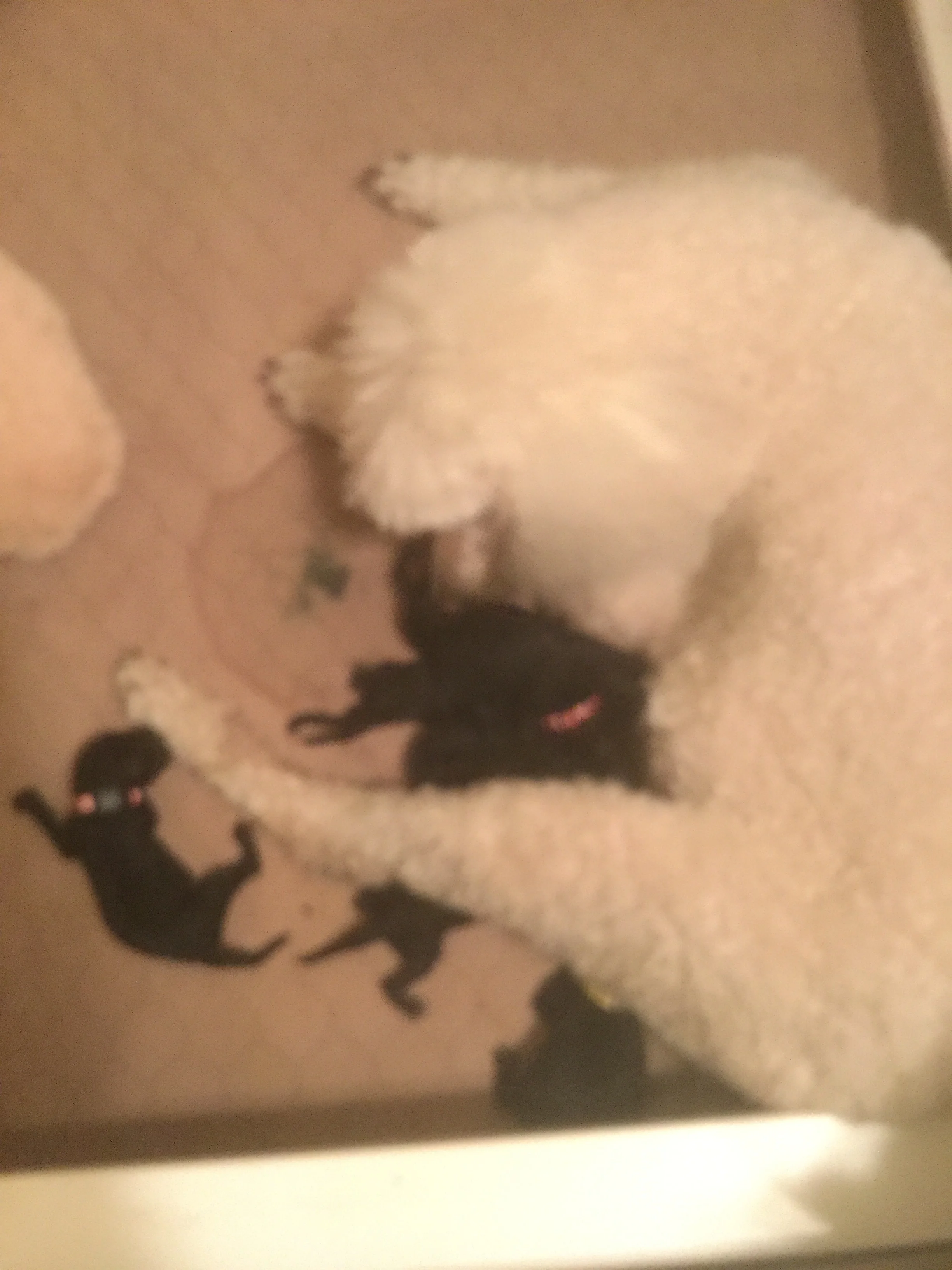 04-01-2018  7 puppies, 5 males, 2 females, born to Callasterns Dazzling Vegas Showgirl (Dazzle) and CH Blackjack Beginners Luck (Lucky)  All puppies are under contract at this time. 