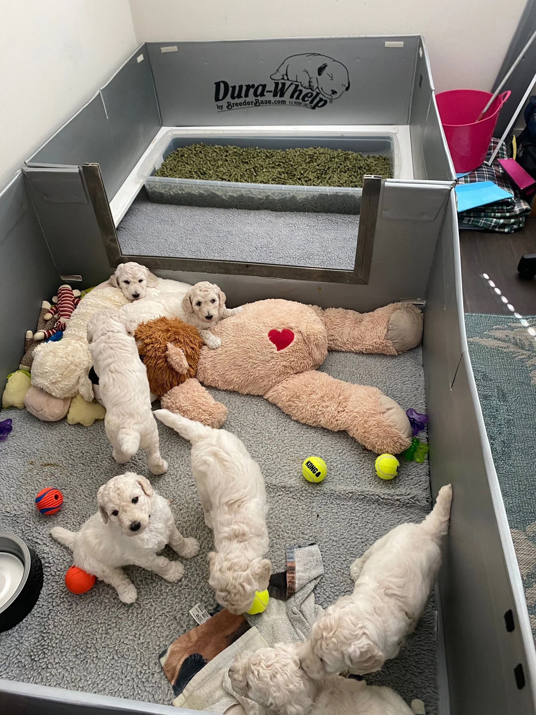 Upgrade to the Whelping and Weaning box combination
