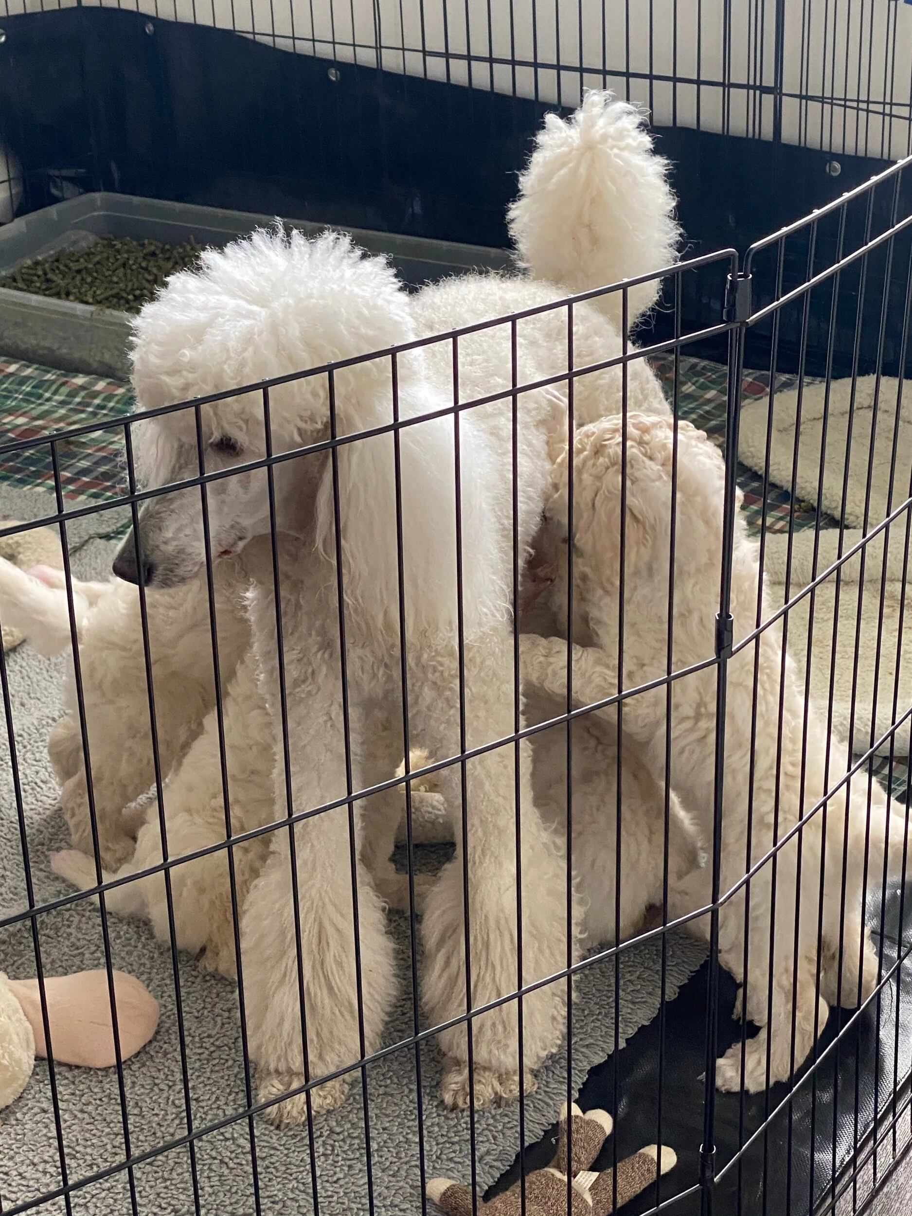 One of Mom’s 2 a day snack breaks for the Pups who are now eating a quart of goat milk plus a pound (soon to be 2 pounds) of raw meat 3 times a day.  They are growing so fast!