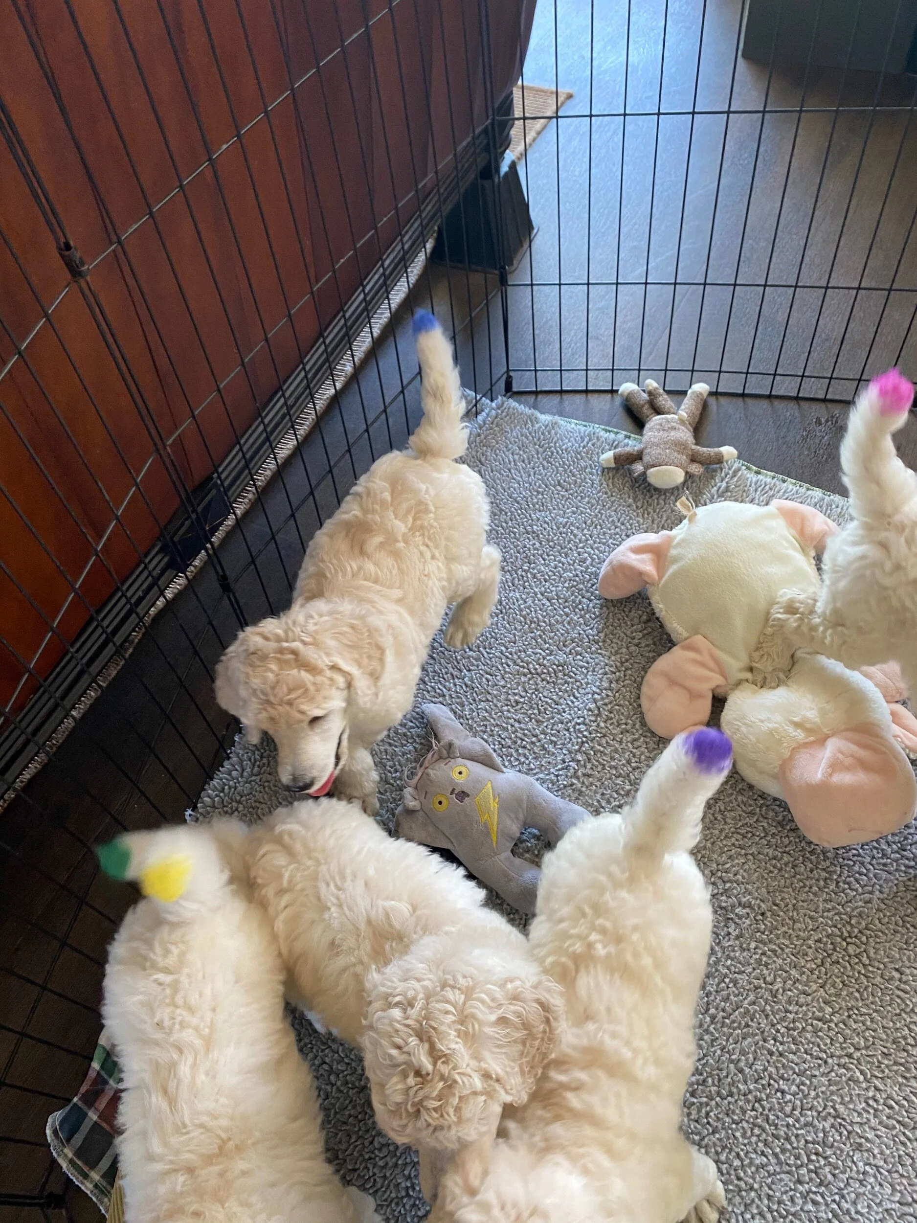 Pups have color tipped tails so people know which pup they are looking at in videos and photos.  You can’t see their collar colors because of the luxurious hair coat these babies are producing.