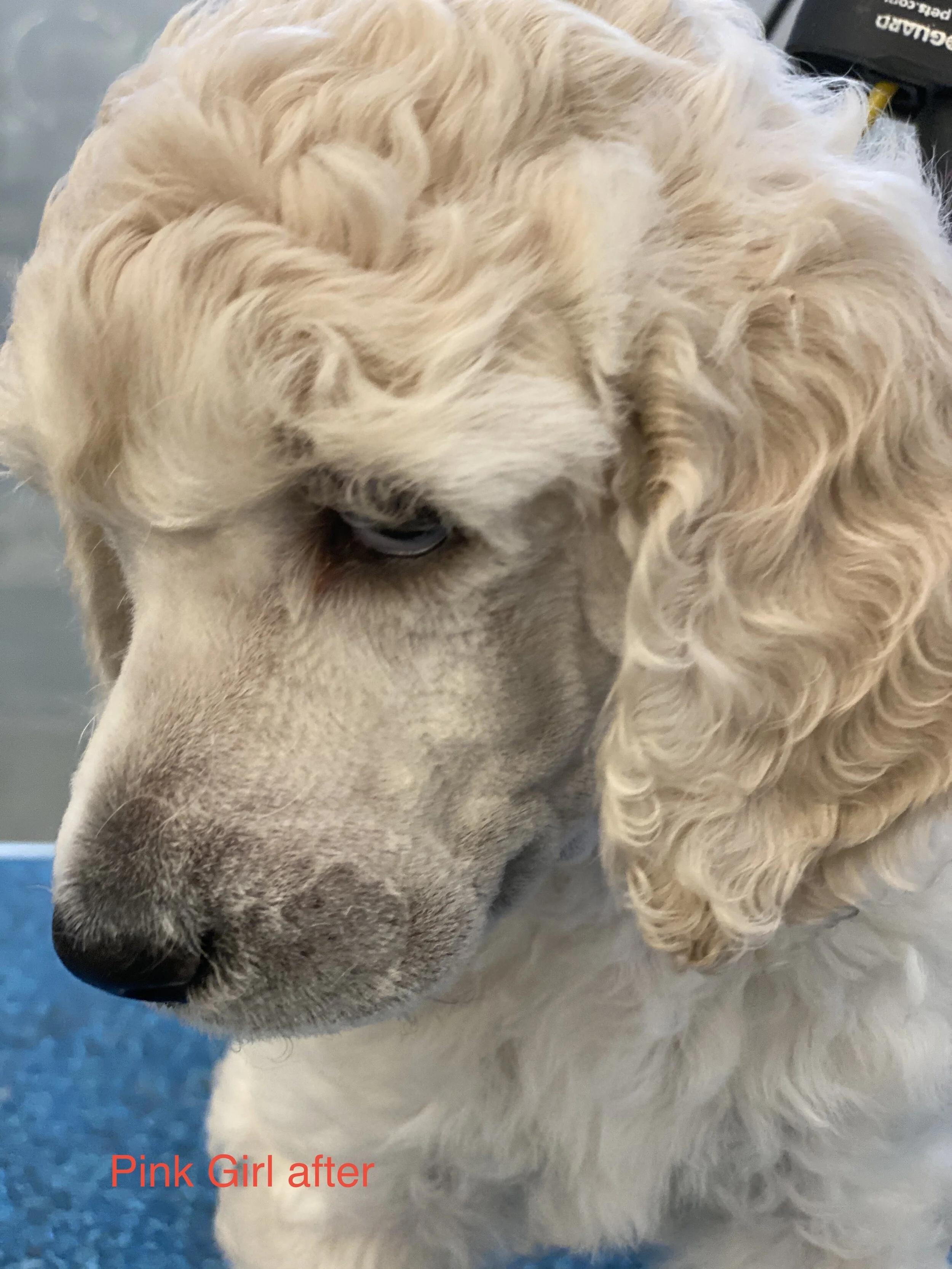 My sweet Lacy after her first face shave - 5 weeks old.  This is my “keeper” puppy girl.  CALLASTERNS DAZZLING ARTISAN IRISH LACE (LACEY)