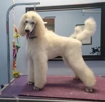 My Lacy girl with her first Puppy Show Trim.  6 months old.