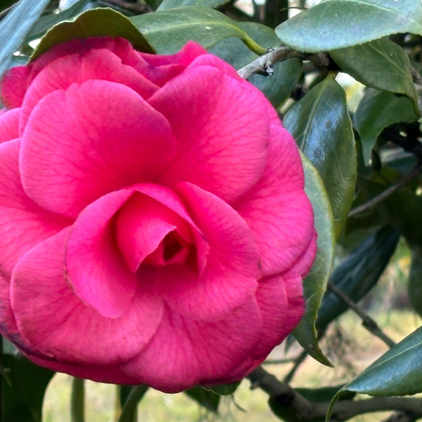 Camellias on an afternoon break/walk. 

Folks are a bit concerned about the cold...it's 49 today and going down to 29 tonight. At my home it is 23 going down to 14.