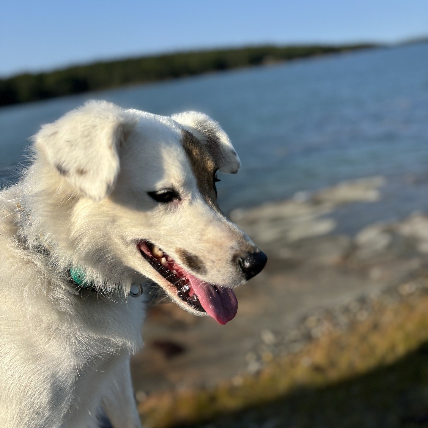 Fennel's favorite place is Sage Point on Deer Isle. She ran herself ragged on Monday while we set out all of the plants for the new installation.