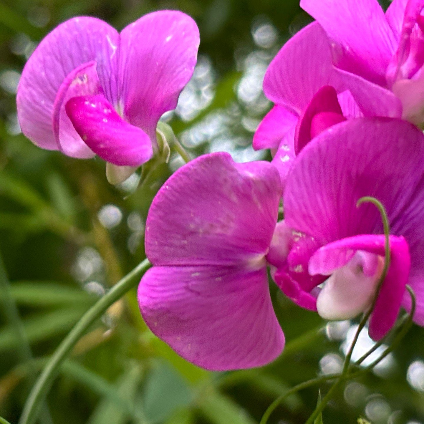 sweet peas on the willow lodge