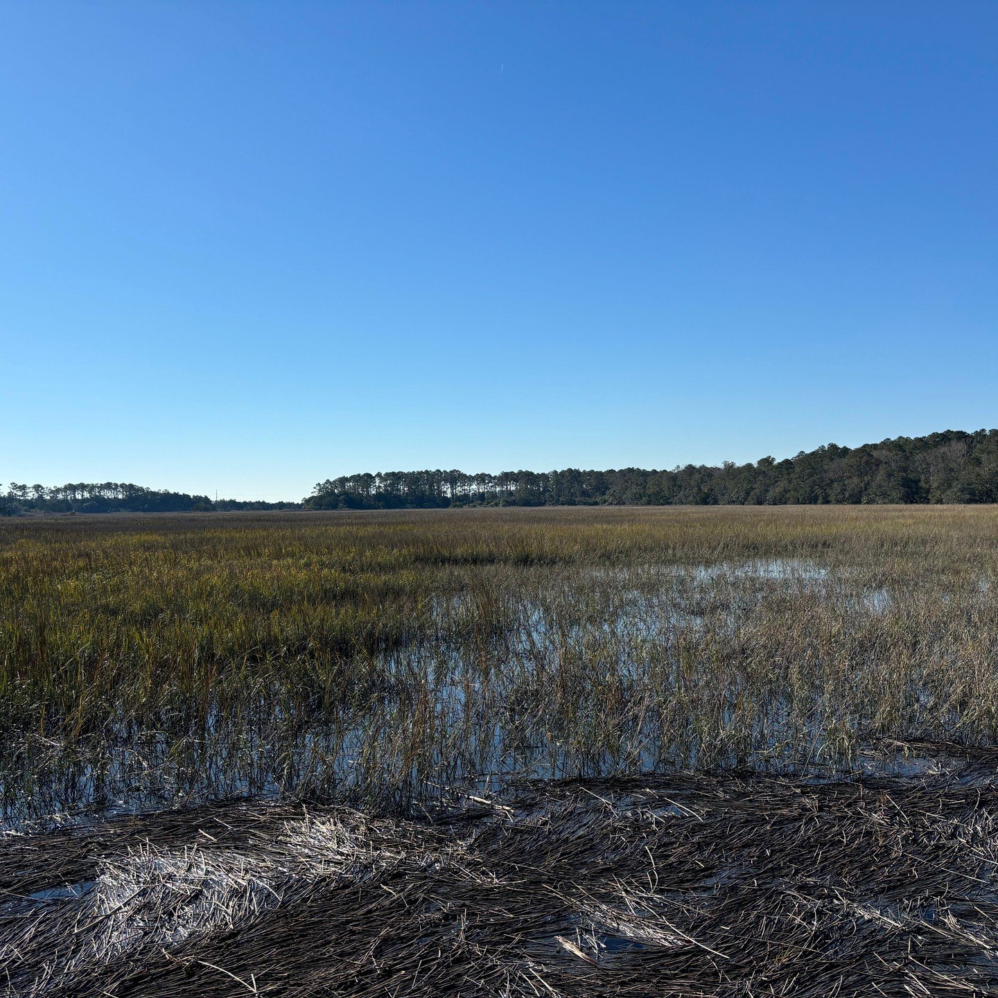 this morning at the salt marsh