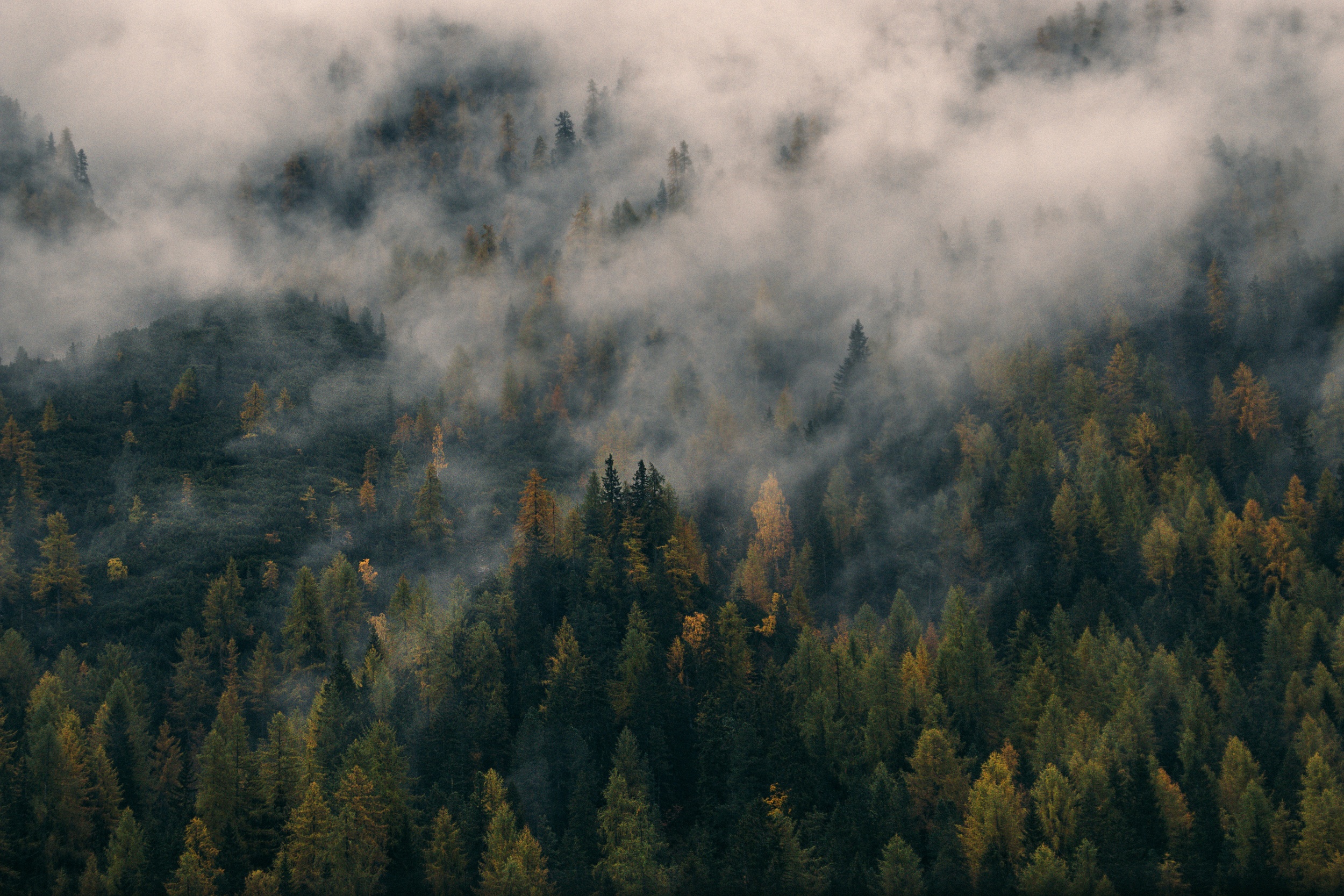 trees.jpeg