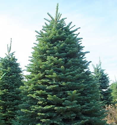 Noble Fir Double D's Tree Service, Ogden, Utah.jpg