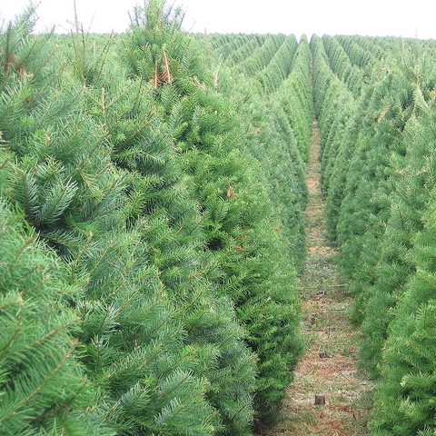Grand Fir Double D's Tree Service Ogen, Utah.jpg