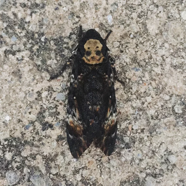 Death Hawk Moth