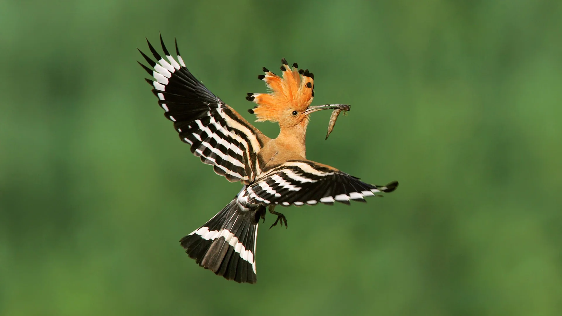 Hoopoe (not our photo)