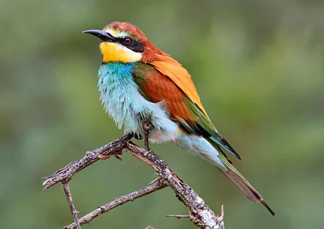 Bee Eater