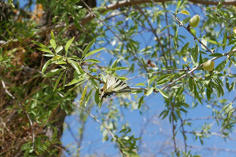 Swallowtail butterfly in the almond trees