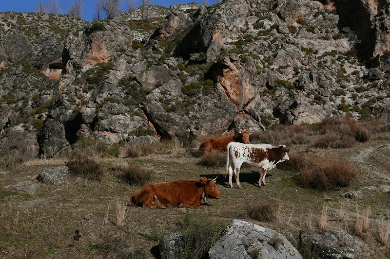 P1000965.jpg