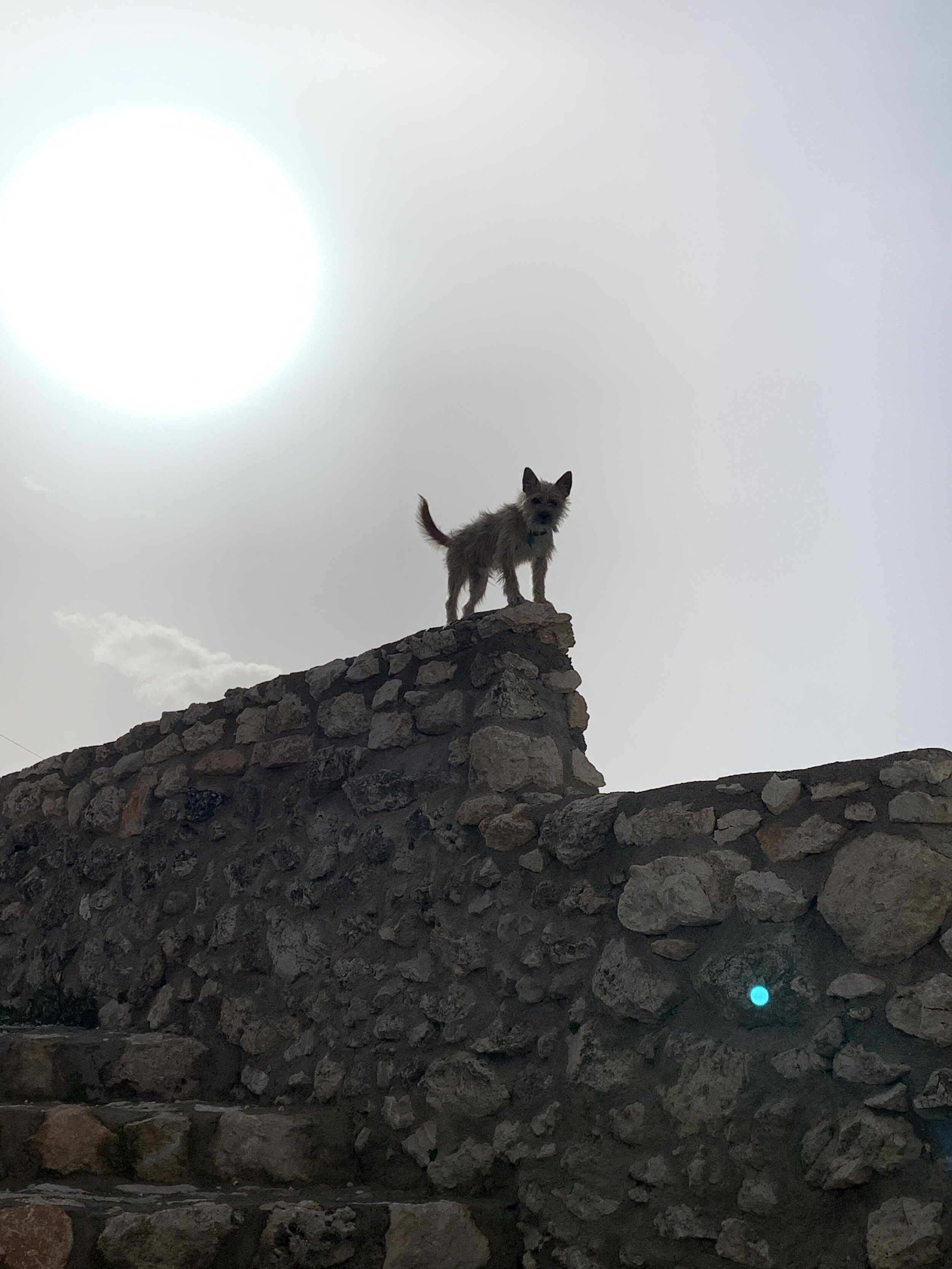 Life in the Time of Corona Part 5