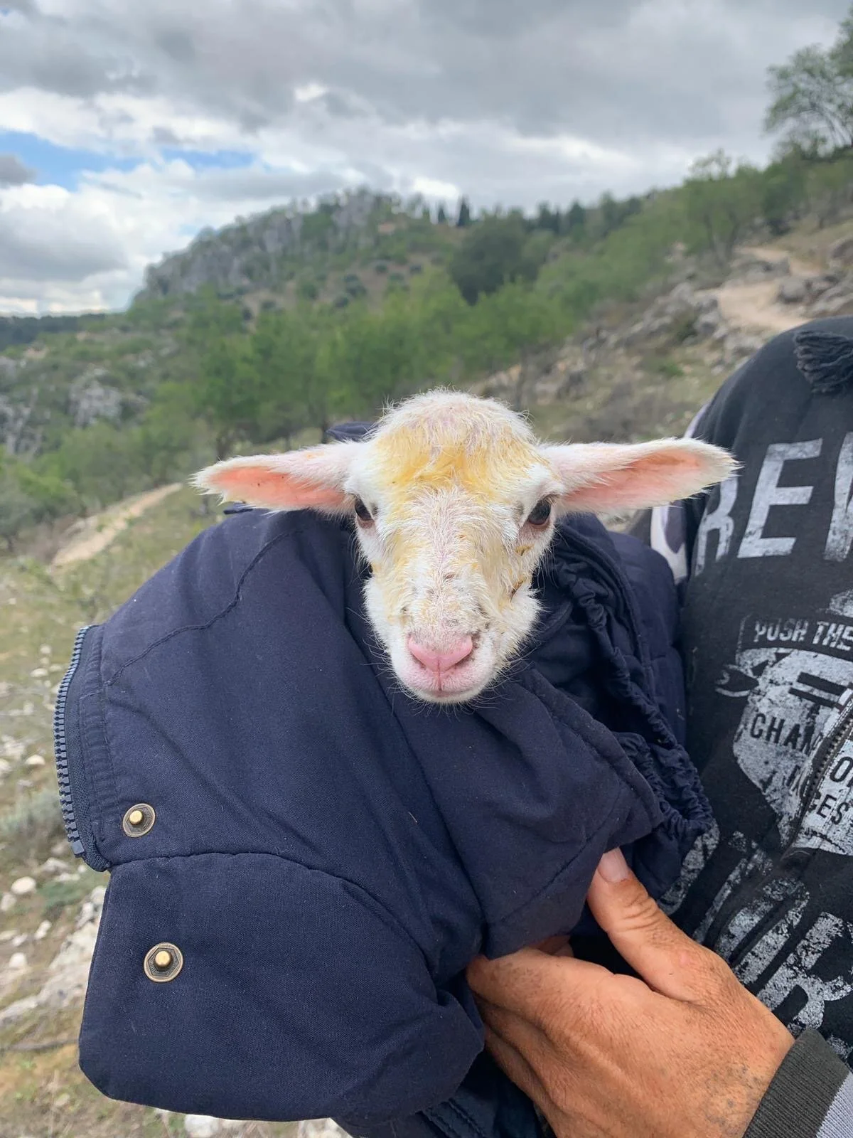 Life in the Time of Corona Part 6