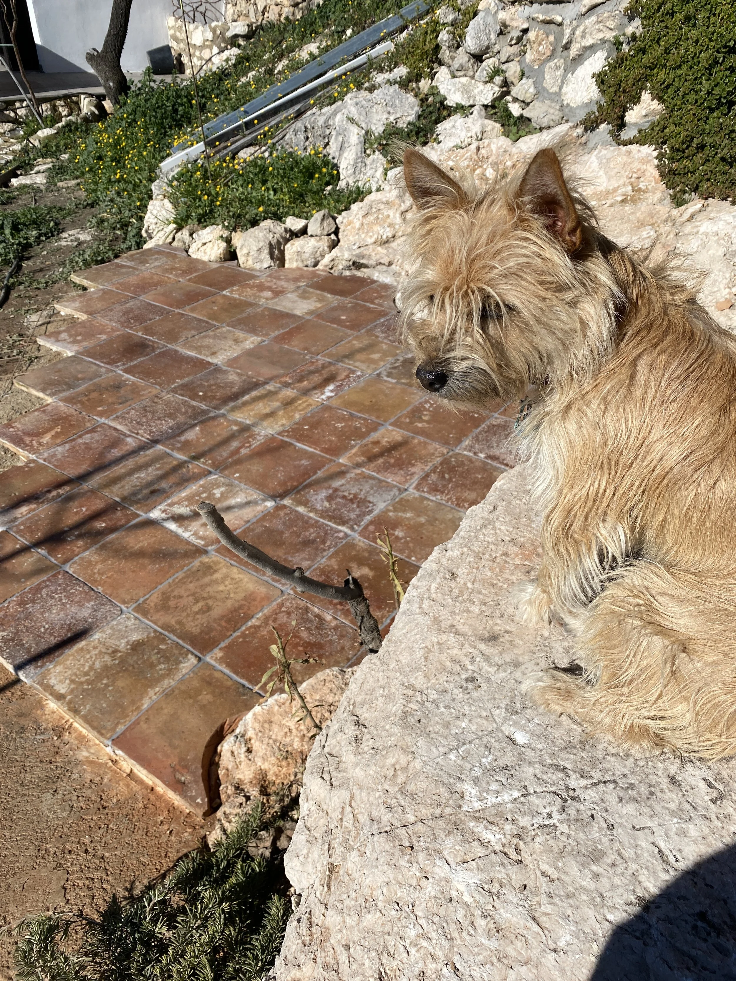 Alfie giving his professional opinion…