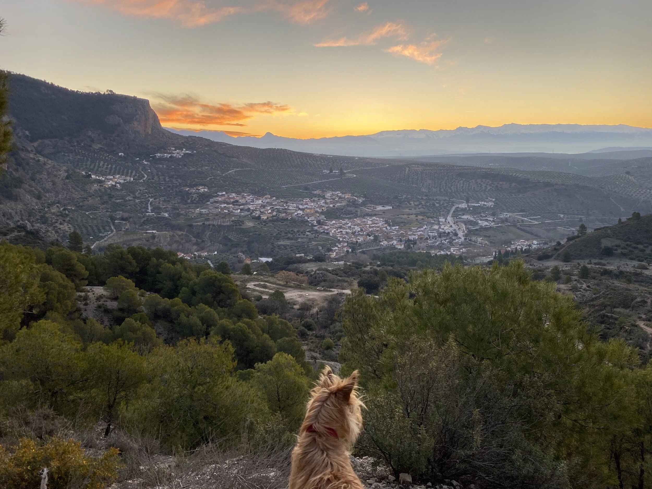 Alfie on the Ruta del Gollizno looking towards Olivares and beyond to the Sierra Nevada.