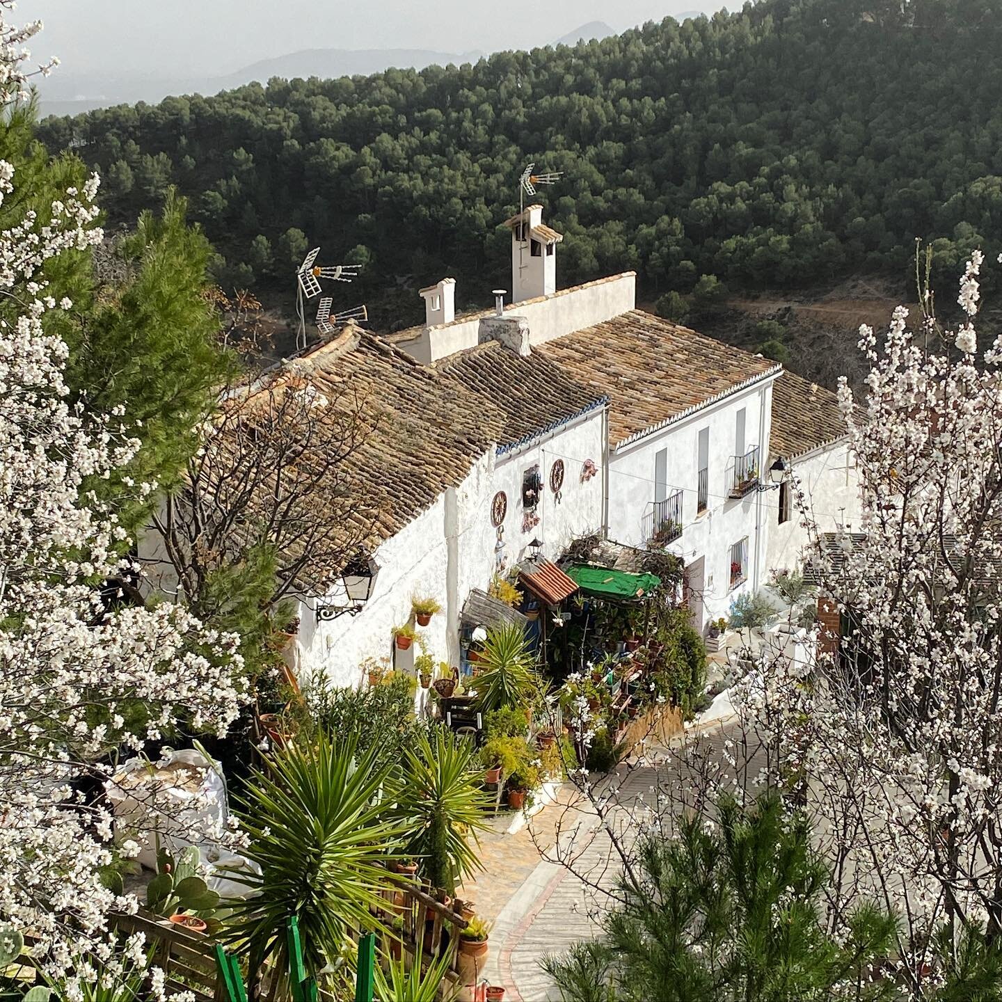 Casa Higueras looking gorgeous with the spring almond blossom. 
We have extended our closure until February 14th in line with government guidelines but we are using this time wisely, most notably in the garden where we are creating a new patio area a