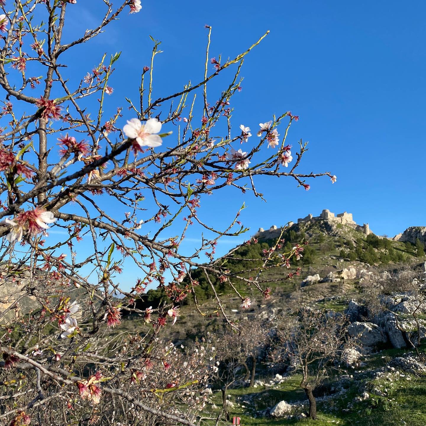 Glorious spring day here. Much needed. 
#moclin 
#castillosdeespa&ntilde;a 
#granadaturismo 
#blossom 
#casahiguerasbandb
