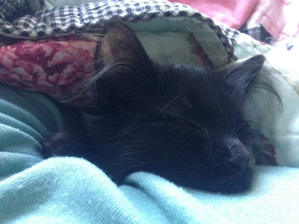 Sassy cat babies can be girlbosses too.
