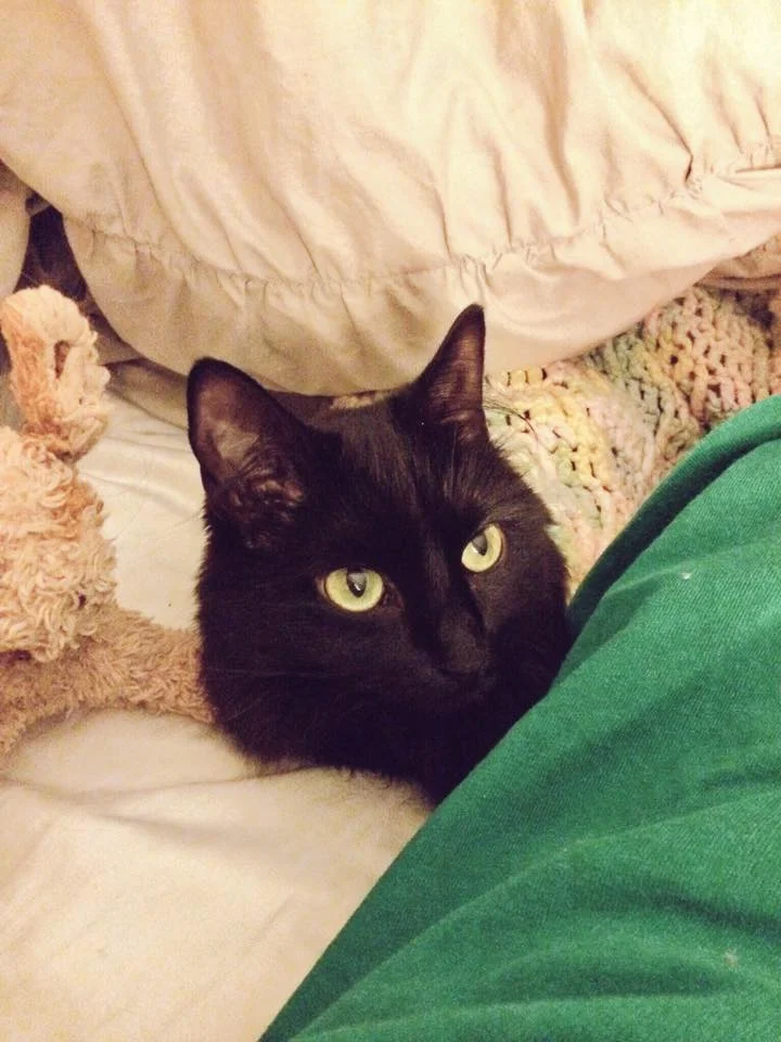 "Adopt a pet." #lucythecuriouskitten was rescued from the MSPCA in 2013. And she is just the greatest little thing.