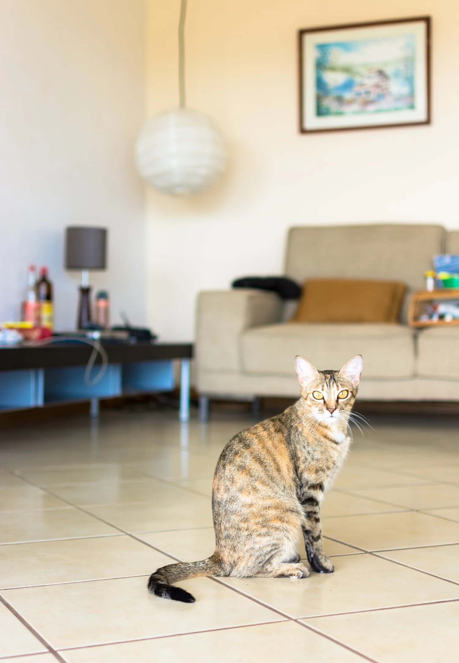 Their kitty was also one of our models :)