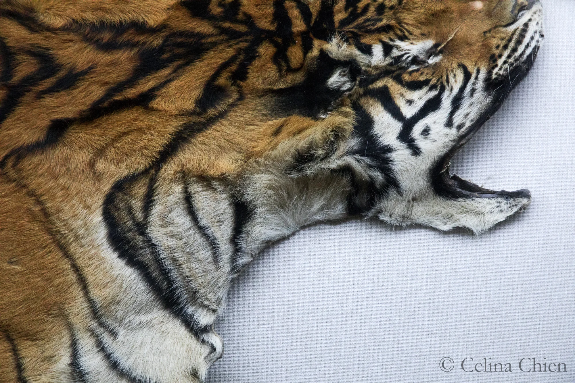 CHINA18-TIGER PELT-0929-COLOUR.jpg