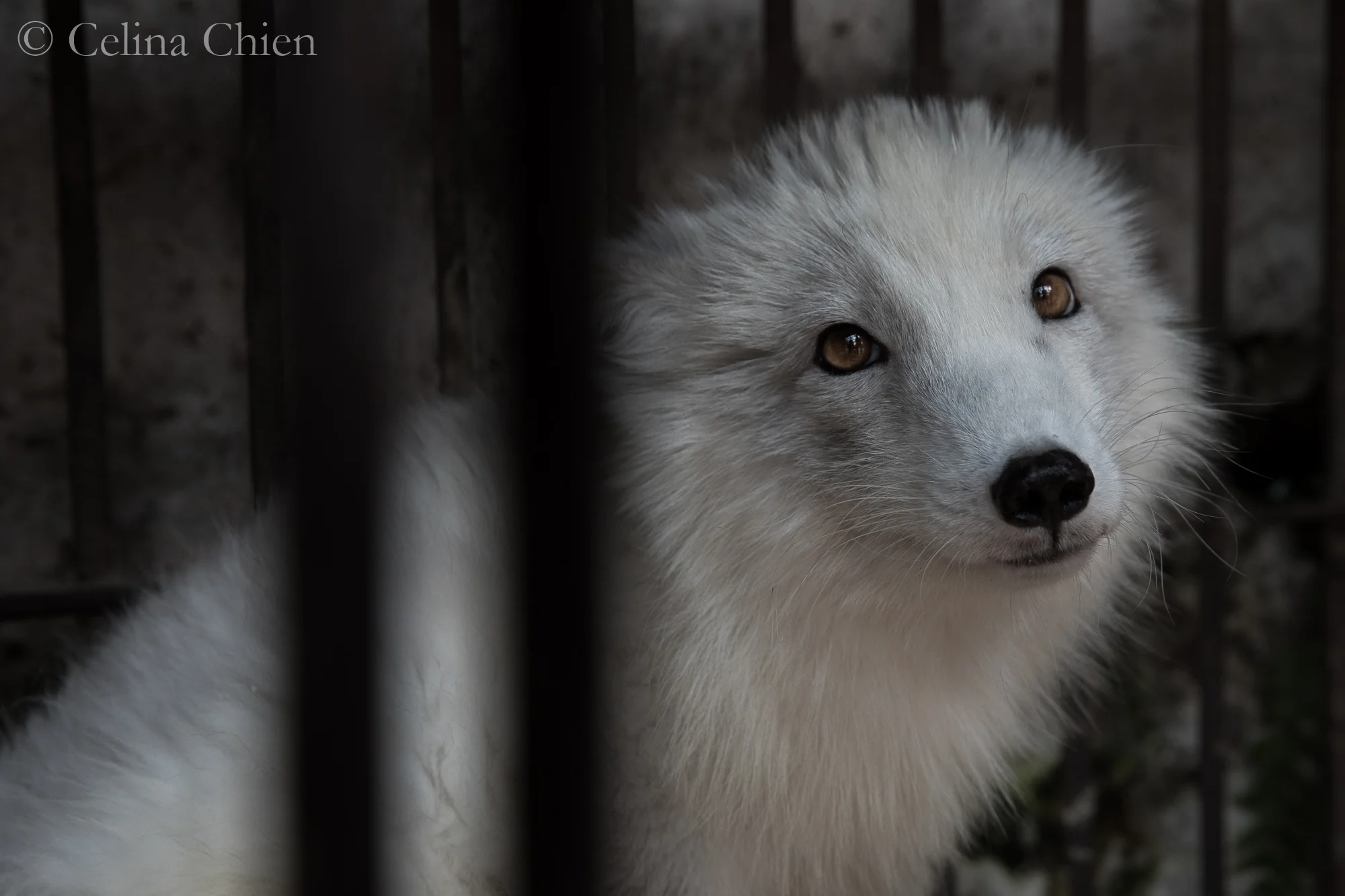 CHINA18-ARCTIC FOX-9377.jpg