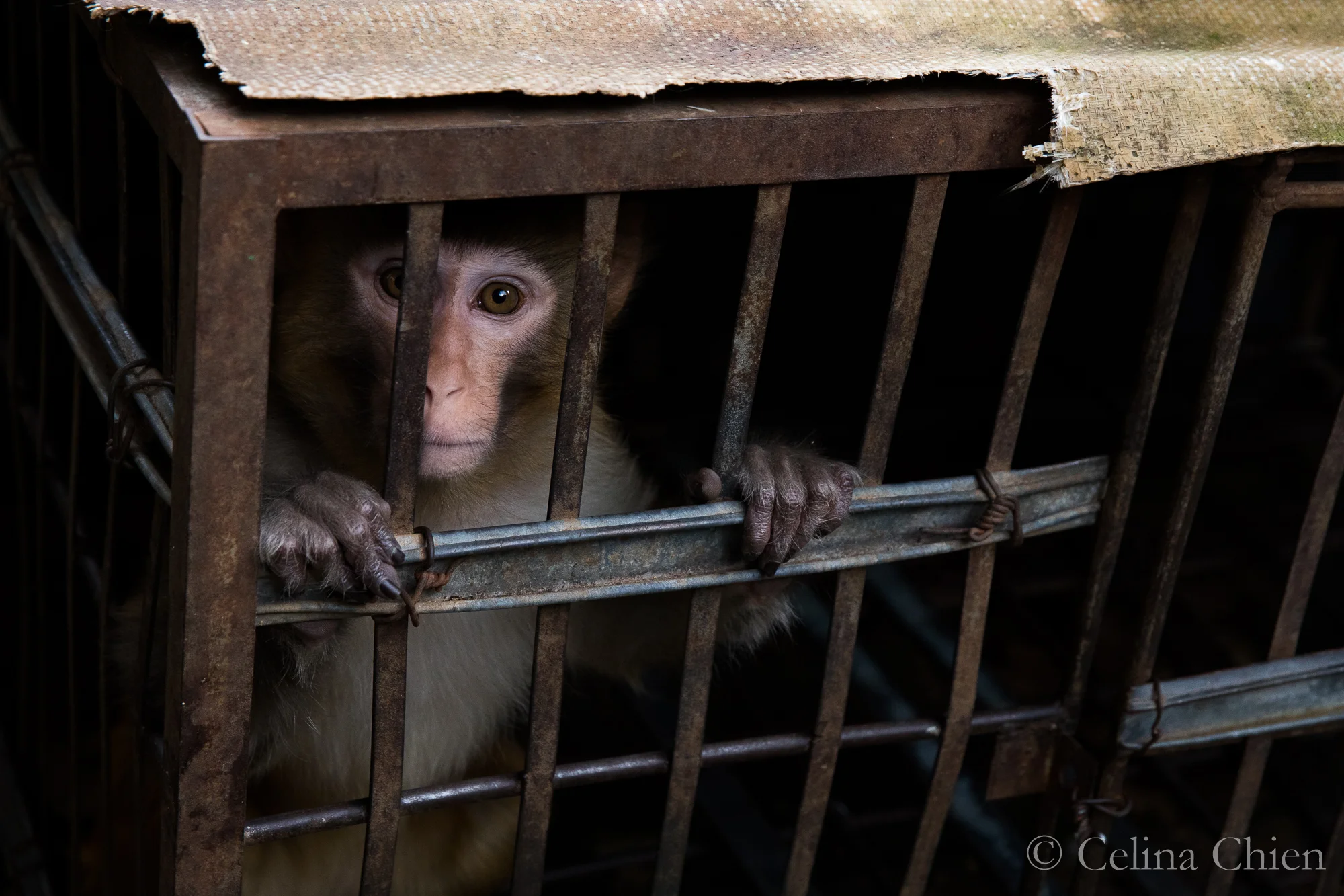 CHINA18-MACAQUE-9655.jpg