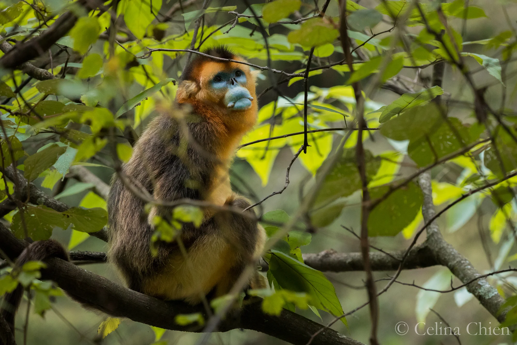 CHINA18-GOLDEN SNUB NOSED MONKEY-4927-1.jpg