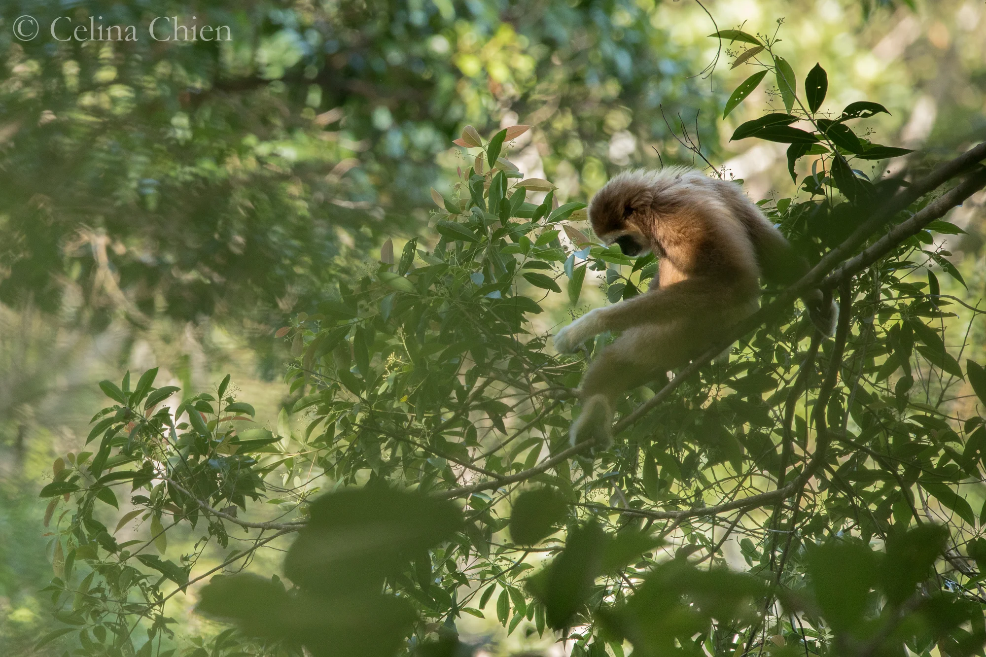 Privacy in the Canopy