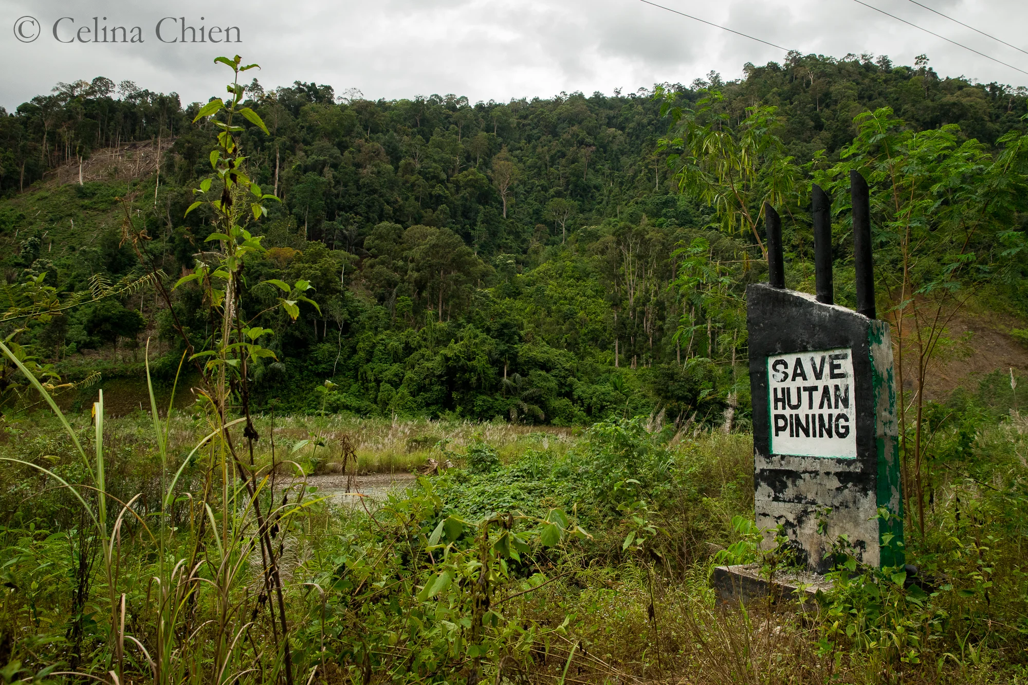 Save Hutan Pining