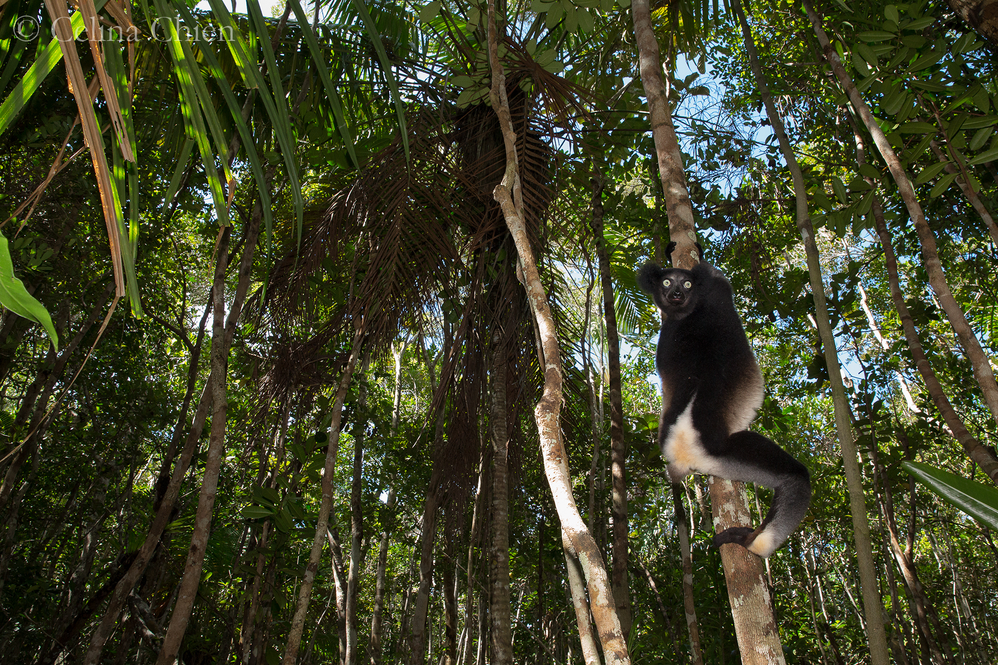 A critically endangered Indri ( Indri indri ) descends from the forest canopy to inspect his forest visitors; ready to spring at any moment, he stares with great intensity, displaying a huge and perfectly adapted arboreal foot.