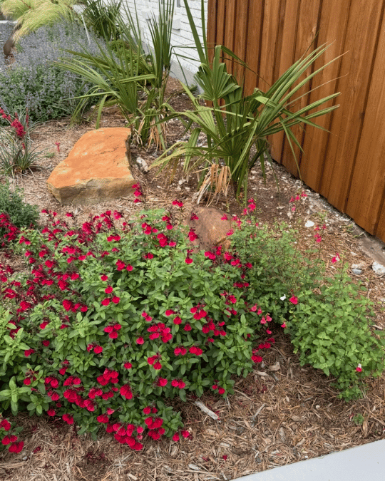 Salvia/autumn sage in the variation of Cherry Red Mirage