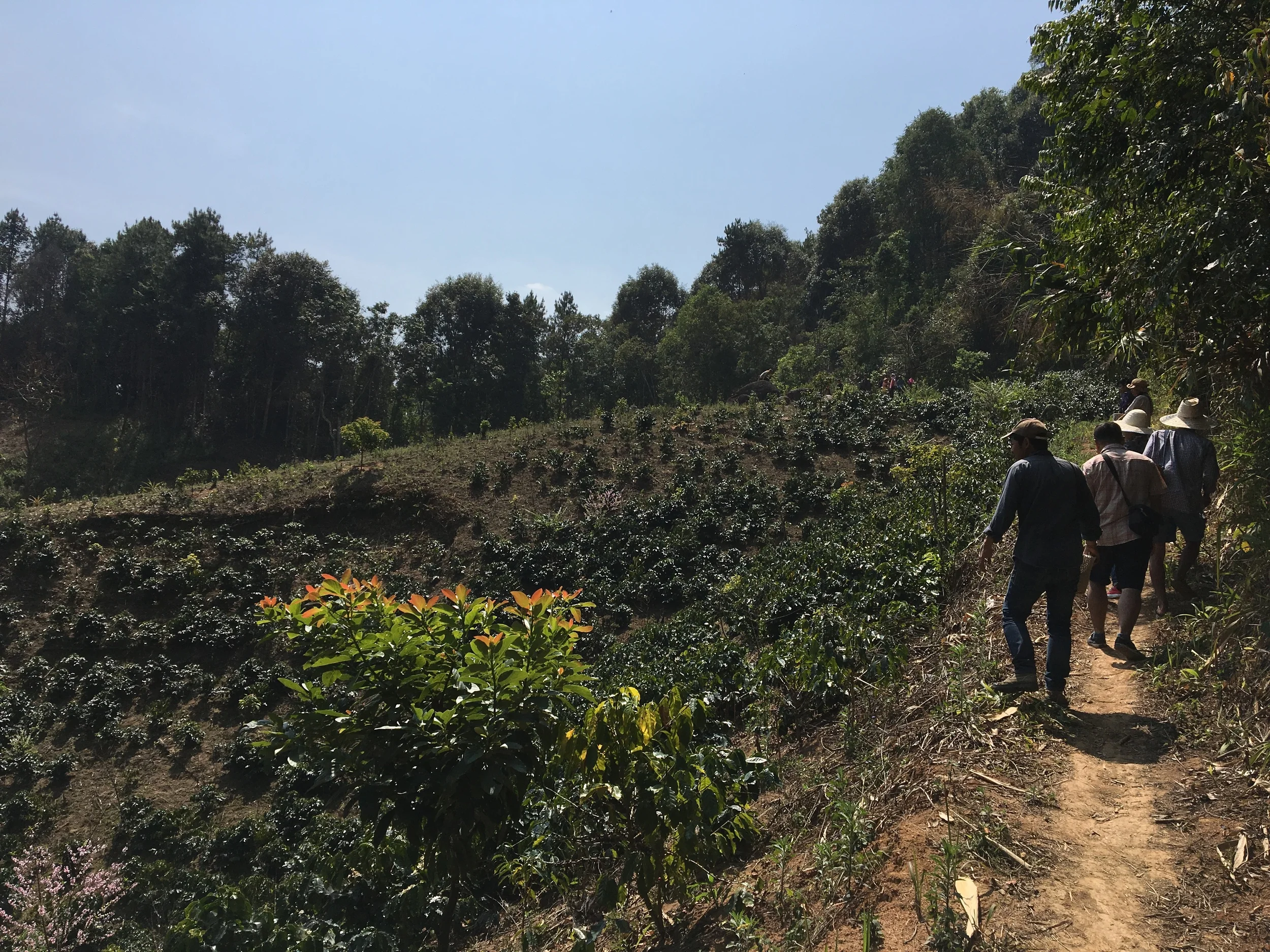 Kevin Bohlin and Kate Black from St. Clare exploring coffee farms in the Maejantai Village of Chiang Rai in Thailand
