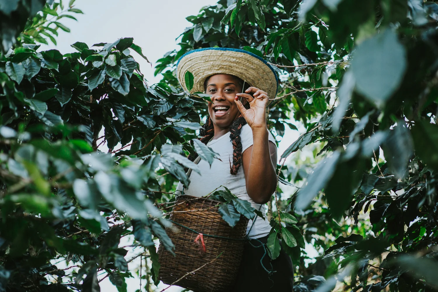 Keeya picking her first coffee cherries. 