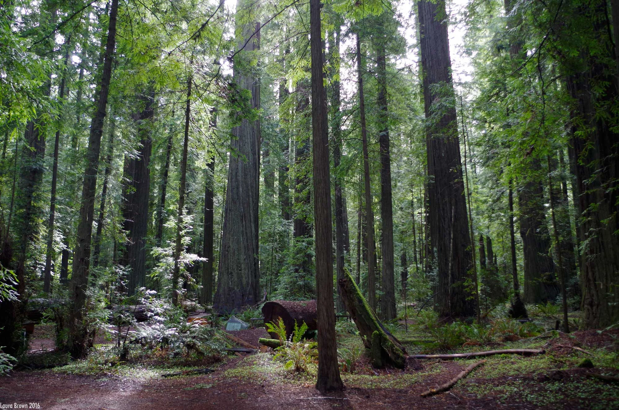 Redwoods National Forest, CA.