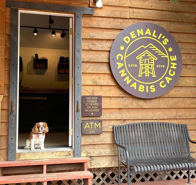 @mayorrubin is patiently waiting for us to get the shop ready so he can greet customers on Monday! Opening June 1st!
&bull;
&bull;
&bull;
#denaliscache #rallyfordenali #shopthecache #shoplocal #smallbusiness #highkicks #dreamteam #mayorrubin