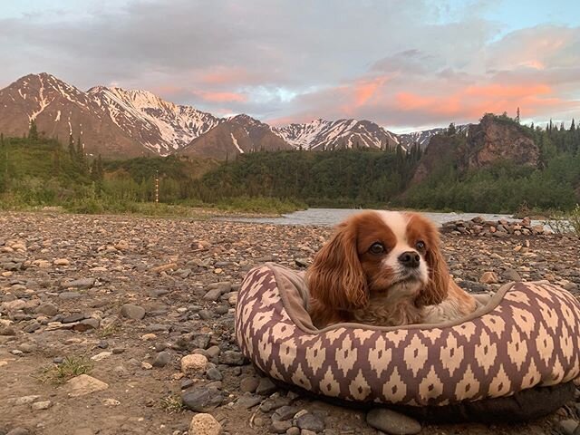 @mayorrubin loves laying out under the Midnight Sun! He is equally excited to be back at work for Summer Solstice &amp; Local Appreciation Weekend at The Cache! 🌞🌕🏔🏕🐶
&bull;
&bull;
&bull;
📸 @abby.js #comeseeus #summersolstice #midnightsun #alas